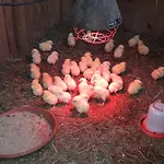 Farm stay Beim Heiss'n Staudach-Egerndach